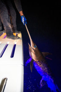 swordfish sea trolling nightime